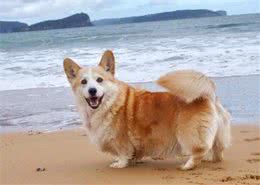 狗狗摇尾巴也是一种心情表述方式，让我们解读它的9种情绪