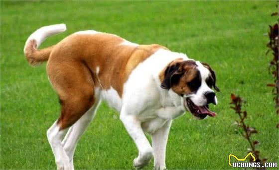 你喜欢的名犬都在这，拥有一只我就足矣
