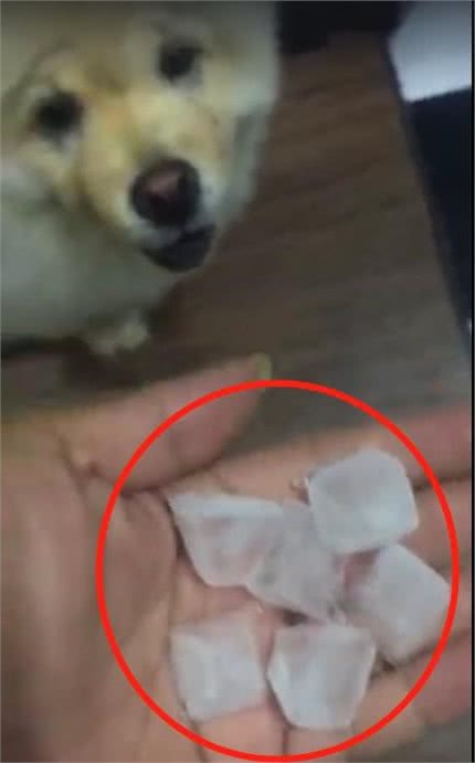 主人担忧天太热狗会中暑，想了个妙招给狗降温，没想到狗竟疯了！
