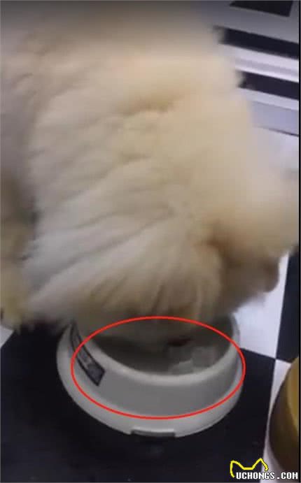 主人担忧天太热狗会中暑，想了个妙招给狗降温，没想到狗竟疯了！