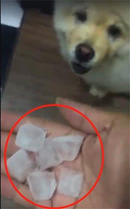 主人担忧天太热狗会中暑，想了个妙招给狗降温，没想到狗竟疯了！