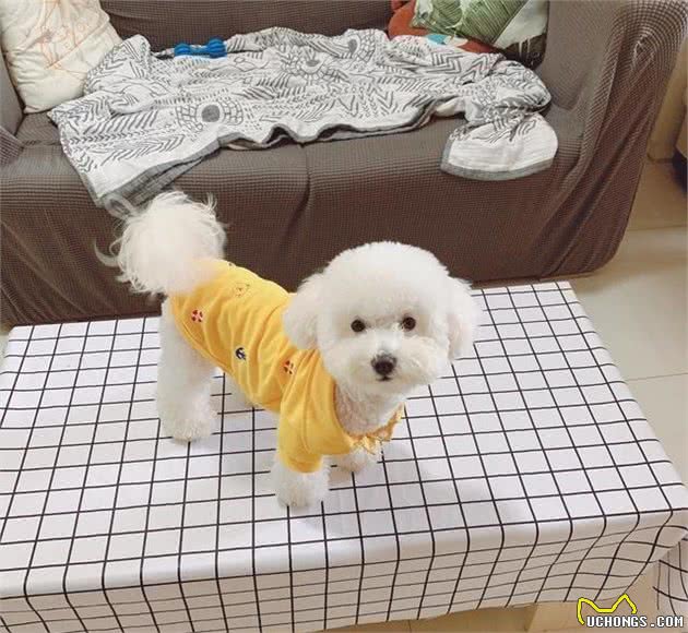 狗狗为什么会咳嗽呢？导致咳嗽原因是什么，有什么应对措施吗？