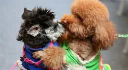 养狗讲究多，这几个小技巧，可以让狗狗活得更久