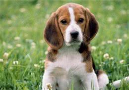 比格犬怎样服从训练对比格犬训练上厕所