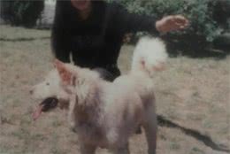 中华田园犬之松狮犬