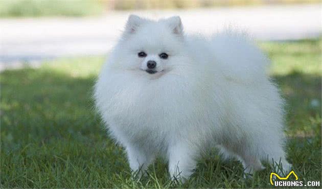 博美犬选购5大标准，别等到上当再后悔
