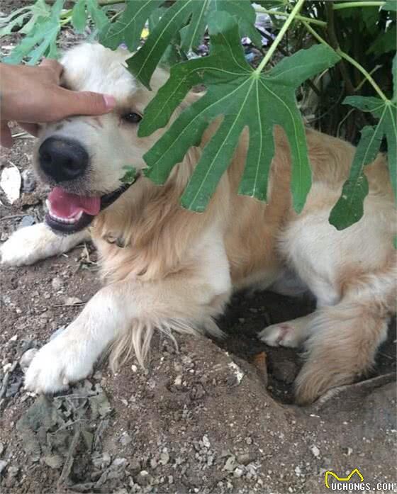 狗狗为什么喜欢刨土，缺少乐趣的表现！