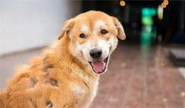 狗狗会受到病痛的困扰，这五个位置是最常常疼痛的，你家狗狗会吗