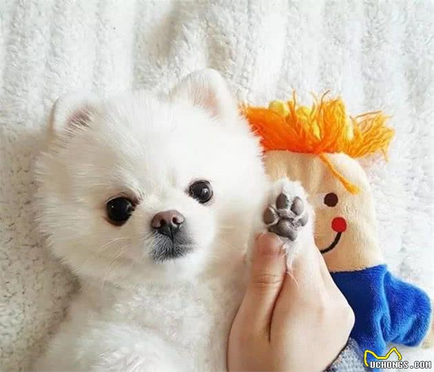 发狗狗朋友圈说说句子，发朋友圈的精美句子：相互依靠的感觉真好