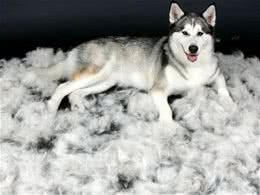 造成狗狗不正常掉毛的6大原因，你都清楚吗？