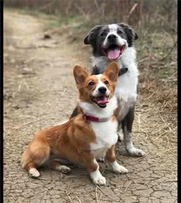 有棵树挡着路，柯基犬直接跳起来飞过去，这就是传说中的飞“基”？