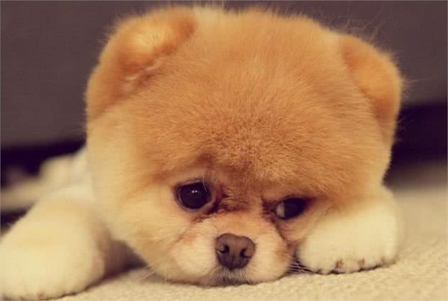 你了解犬细小病毒病吗?
