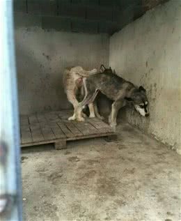 揭秘狗场内幕：一生的繁殖机器