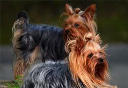 怎么养好可爱的丝毛犬？你不可错过的丝毛犬小攻略