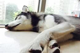 狗狗减少寿命的5个“坏习惯”，宠主千万别放纵，可能害了它