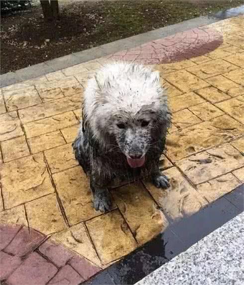 为了下雨天也能够遛狗，狗狗们不能不穿上主人做的粗糙雨衣