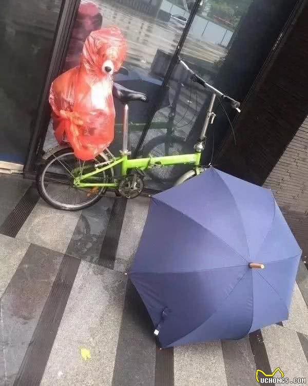 为了下雨天也能够遛狗，狗狗们不能不穿上主人做的粗糙雨衣