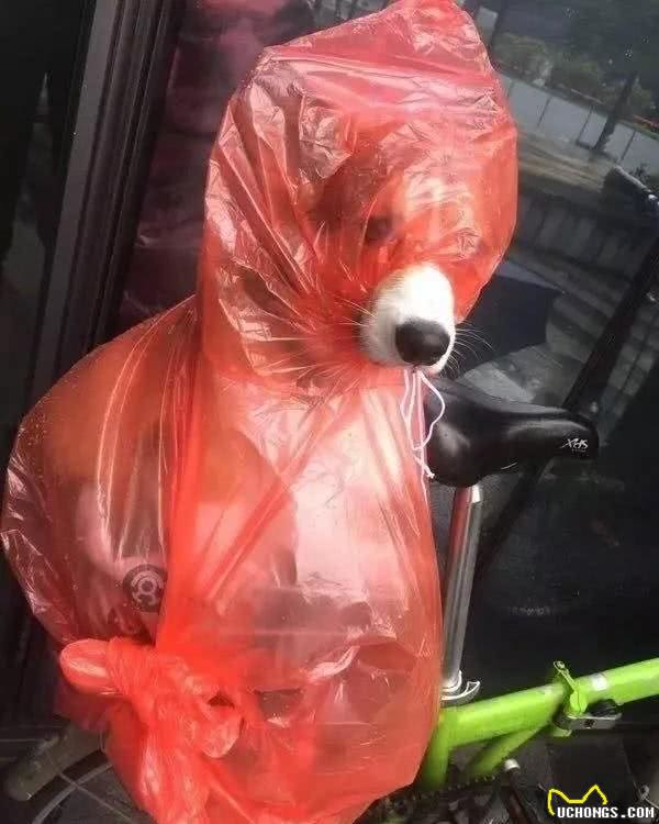 为了下雨天也能够遛狗，狗狗们不能不穿上主人做的粗糙雨衣