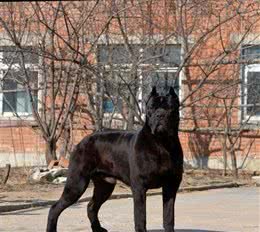 獒犬专题之“严肃铁面”—卡斯罗