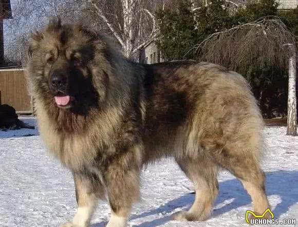 凶残猛犬top10：碰着这些狗要小心了，藏獒只能排第五