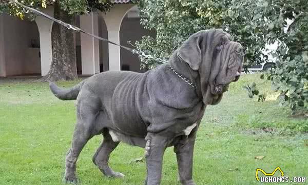 凶残猛犬top10：碰着这些狗要小心了，藏獒只能排第五