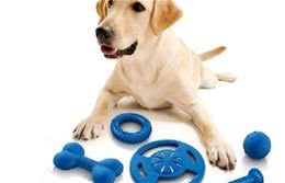 狗狗的牙齿也要保护，除了每天刷牙，主人还能够选择这4种方法