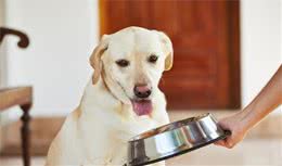 训练狗狗听指令吃东西？