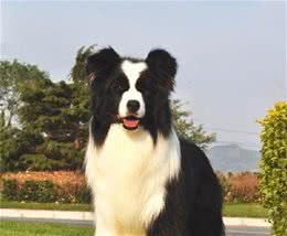牧羊犬，那些你不知道的事！