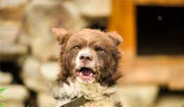 再温顺的狗狗，遇上这7种情况，也会咬人