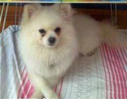 成年博美犬多重成年博美犬重量指标