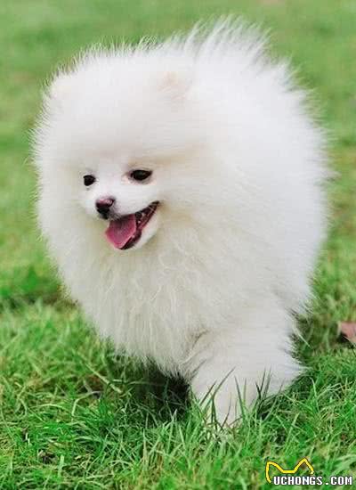小型犬的简介-吉娃娃，博美犬，马尔济斯犬，约克夏犬梗