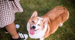 狗狗对人的感情，其实体现在生活中的一点一滴，它们也关心主人