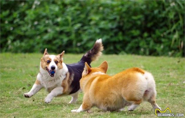 「哎呦大讲堂」（柯基犬的基本常识）