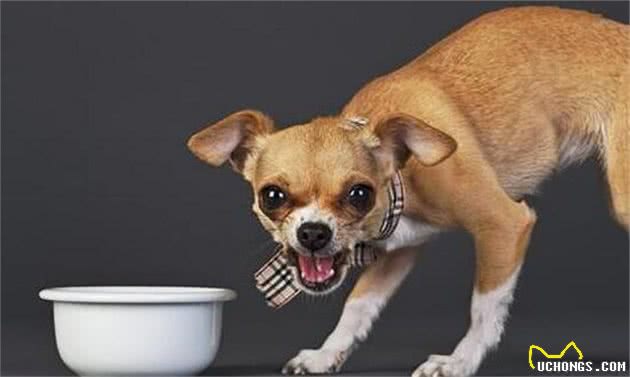 犬护食多半是主人有这些行为！想解决这问题，要耍点“小心机”