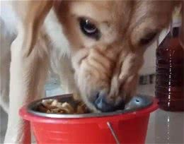 犬护食多半是主人有这些行为！想解决这问题，要耍点“小心机”