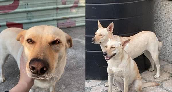 长太像以为爱犬走丢!饲主车站牵陌生狗回家