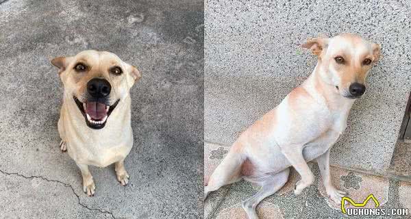 长太像以为爱犬走丢!饲主车站牵陌生狗回家
