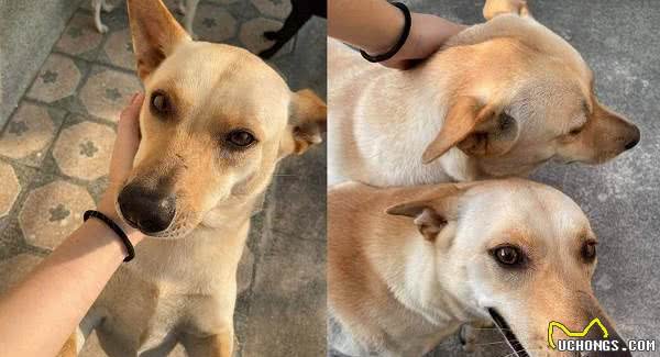 长太像以为爱犬走丢!饲主车站牵陌生狗回家