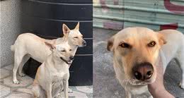 长太像以为爱犬走丢！饲主车站牵陌生狗回家