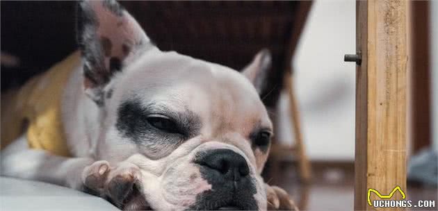 辟谣：法国斗牛犬不吵不闹养起来最省心？错！养好法斗犬其实不容易