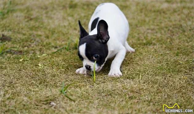 辟谣：法国斗牛犬不吵不闹养起来最省心？错！养好法斗犬其实不容易