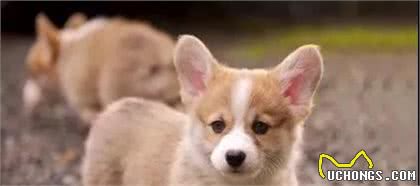 除了短腿翘臀，柯基犬还有这些不为人知的小知识……