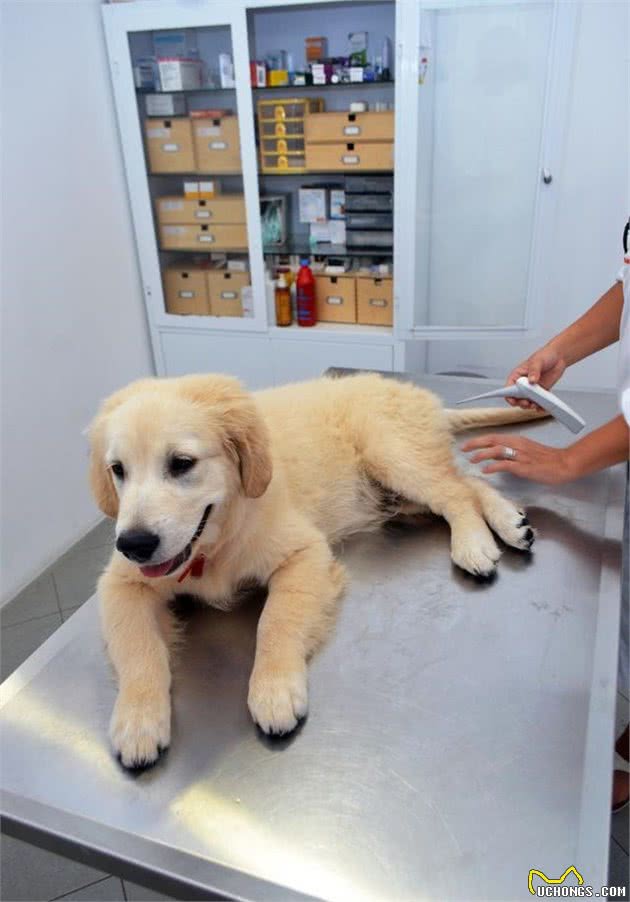 买到星期狗（病狗）去犬市选择更换的时候，宠物主人需要注意什么