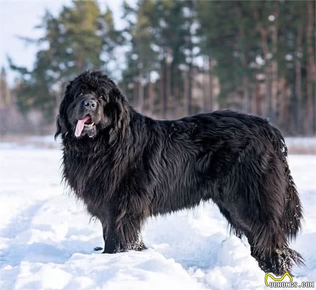 17种忠诚的犬种，永远不会离开你的身边，一生只为陪同你而出现