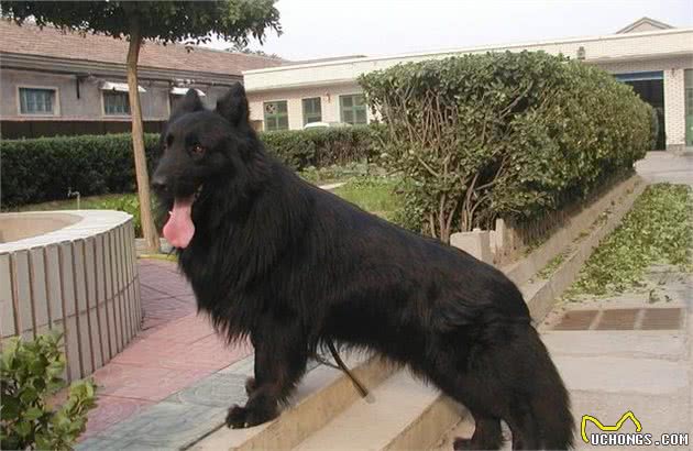 乾隆爷御用猎犬斑锦彪，藏獒见了都得跪了