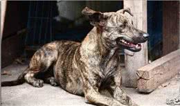 乾隆爷御用猎犬斑锦彪，藏獒见了都得跪了