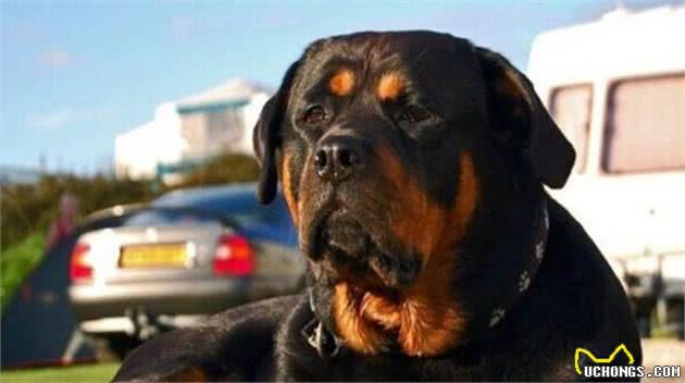 养罗威纳犬，需要理由吗？要是一定得，那就给你列一列！