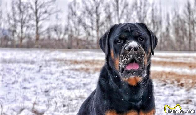 养罗威纳犬，需要理由吗？要是一定得，那就给你列一列！