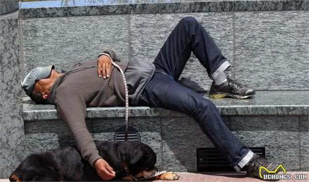 养罗威纳犬，需要理由吗？要是一定得，那就给你列一列！