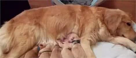狗狗为什么会有近亲繁殖行为？它们真的认不出自己的亲人吗？